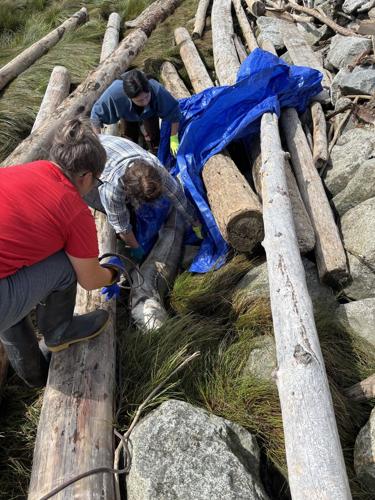 B.C. First Nation investigates sturgeon deaths, with plan to track drifting carcasses