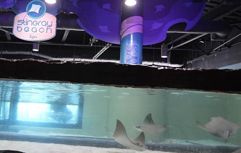 Safe! Florida Aquarium's stingrays ride out Milton in MLB Rays' ballpark tank