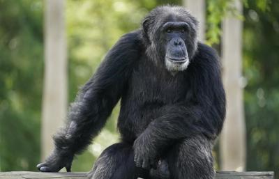Sweden: chimps euthanized after escaping from zoo enclosure
