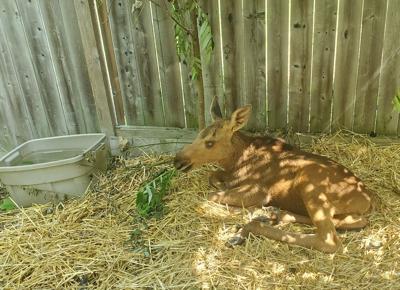 Blind baby moose rescued near Ottawa dies 'suddenly and unexpectedly'