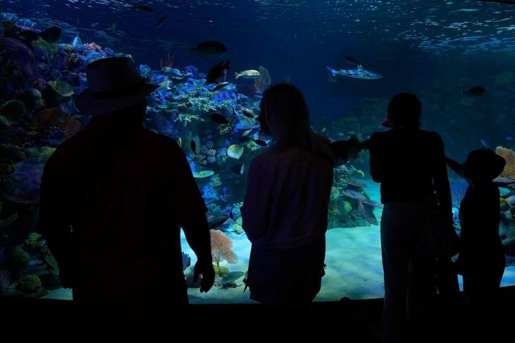 Florida's Mote Marine Laboratory relocates hundreds of marine animals to new $130M facility