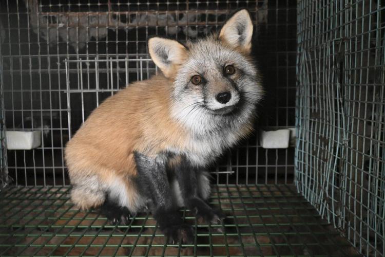 Activists release images of foxes at Finnish fur farms to push EU to ban the trade