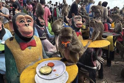 Thailand has a plan to contain the monkey mayhem in the popular tourist town of Lopburi