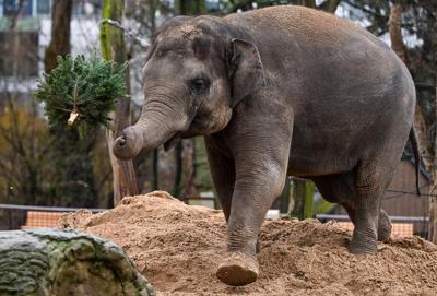 Unsold Christmas trees are on the menu for elephants and bison at the Berlin Zoo