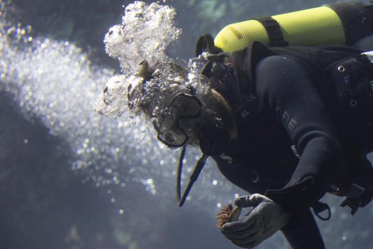 Corals bred in a zoo have joined Europe's largest reef. This is offering scientists hope
