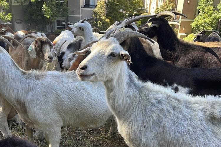No kidding: California overtime law threatens use of grazing goats to prevent wildfires