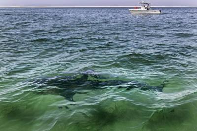 Tide begins to turn on shark and ray populations in northwestern Atlantic: study