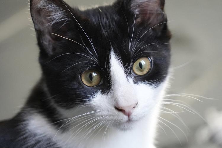 Losing a pet can cut deeper than many people realize. Here’s how friends can help