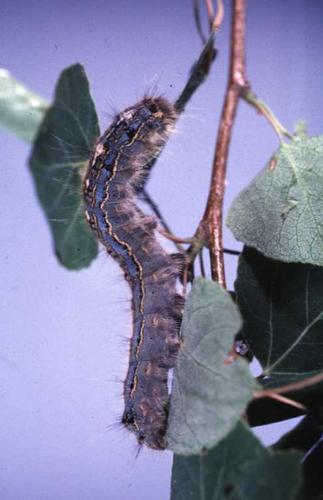 'Just be amazed:' Alberta is seeing a cyclical outbreak of caterpillars