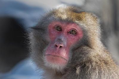 Le zoo de Granby étudie le comportement des animaux durant l'éclipse solaire du lundi