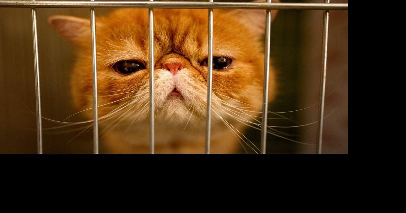 Bucharest's SofistiCAT returns this fall with top cat judging, in ...
