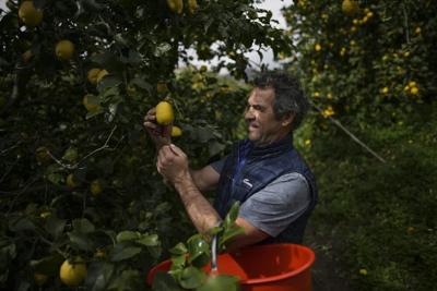 On French Riviera hillsides, the once-dominant Menton lemon gets squeezed by development
