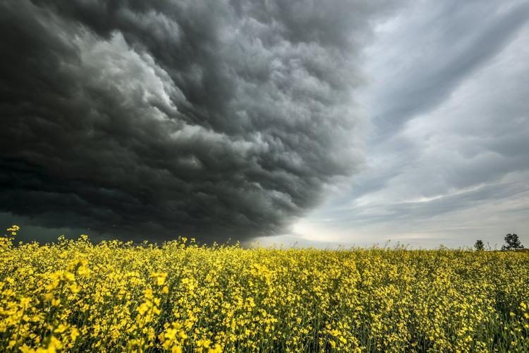 From soggy fields to skyrocketing diesel, Prairie farmers face tough harvest
