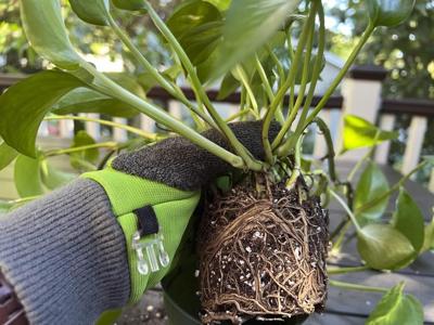 Summer vacation is over for houseplants, too. Time to repot them?