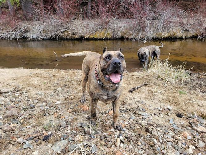 Their homes destroyed by wildfire, B.C. residents are more worried about missing pets