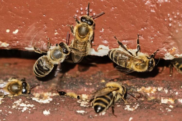 On 'World Bee Day,' the bees did not seem bothered. They should be