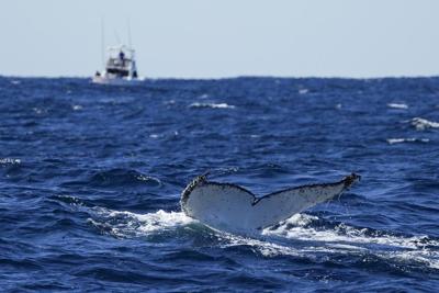 Lonely tunes: Humpback whales wail less as population grows