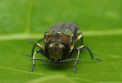 How a tree-killing beetle chose wrong human to fly into, revealing presence in B.C.