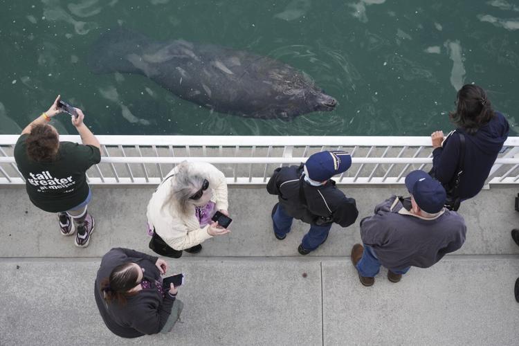 Manatees congregate in warm waters near power plants as US winter storms graze Florida