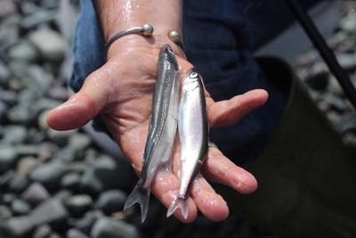 Capelin feed Newfoundland's puffins and whales, and some worry they're in trouble