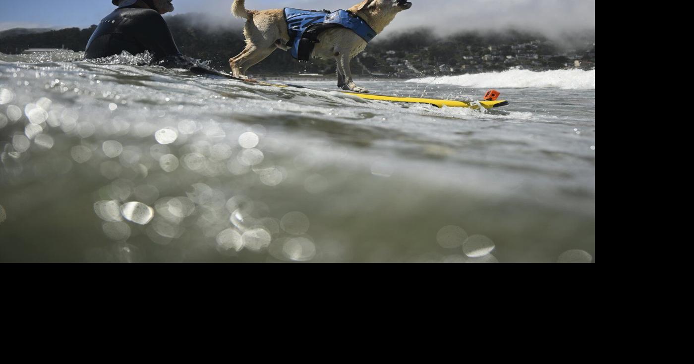 Who's the top dog? Wave-riding canines compete in the World Dog Surfing ...