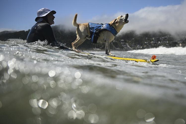 Who's the top dog? Wave-riding canines compete in the World Dog Surfing Championships