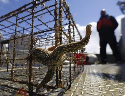 New federal program targets abandoned crab, lobster traps