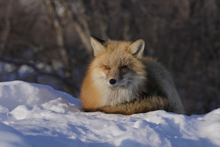 Photo-Gallery-Carney-Arctic-Defence 10