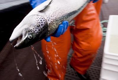 B.C. groups lose bid to stop Alaskan fishery's sustainable certification
