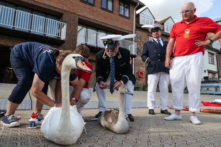 King Charles' annual swan census begins on the River Thames