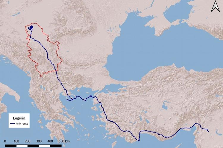 Feliks the eagle is back home in Serbia after a kidnap ordeal in the Middle East