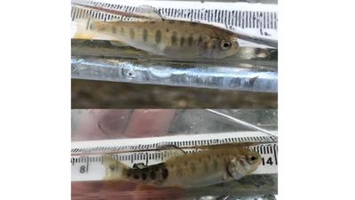A list of facts about whirling disease found in some national park waterways in B.C.