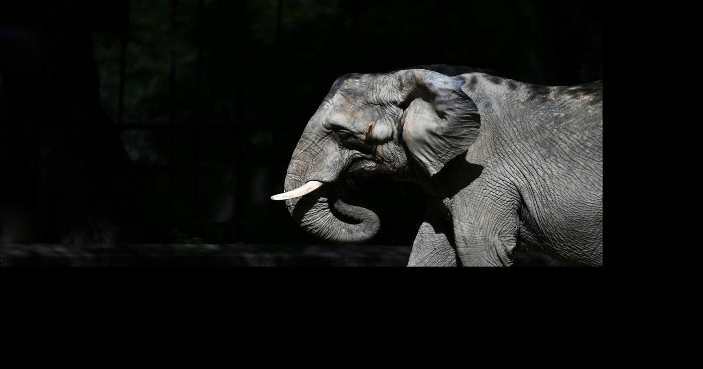 Pupy the elephant arrives at a Brazil sanctuary after 30 years in ...