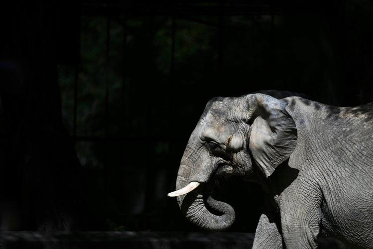 Pupy the elephant arrives at a Brazil sanctuary after 30 years in Argentine zoo