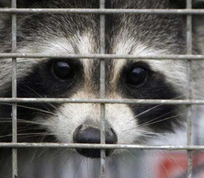 Quebec bans transport of some wild animals in nearly 100 communities over rabies risk