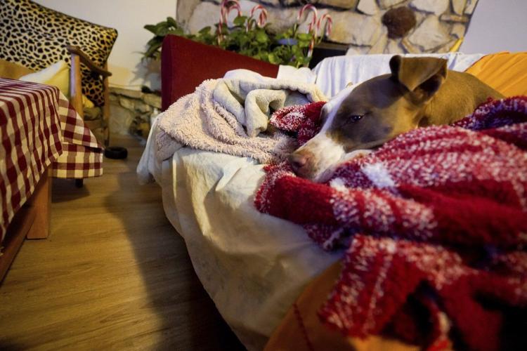 Californians scrambled to evacuate dogs, cats, horses, even pigs as LA flames closed in