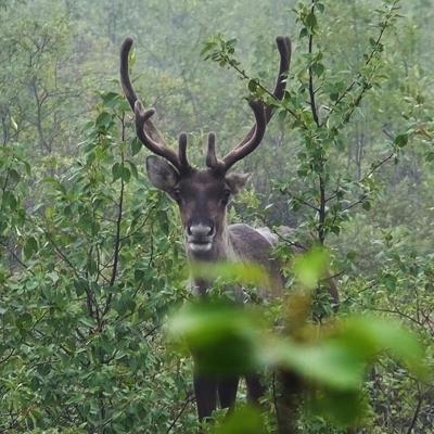 Threatened Quebec caribou herd expecting up to 12 calves this year