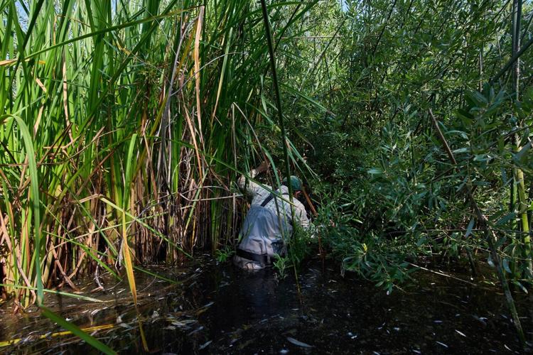 The call of a native frog is heard again in Southern California thanks to help from Mexico and AI