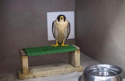 Quebec to add 27 names to list of vulnerable, threatened species