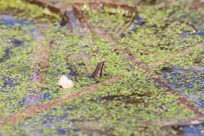 Federal government says funding has restored threatened frog's habitat in Quebec