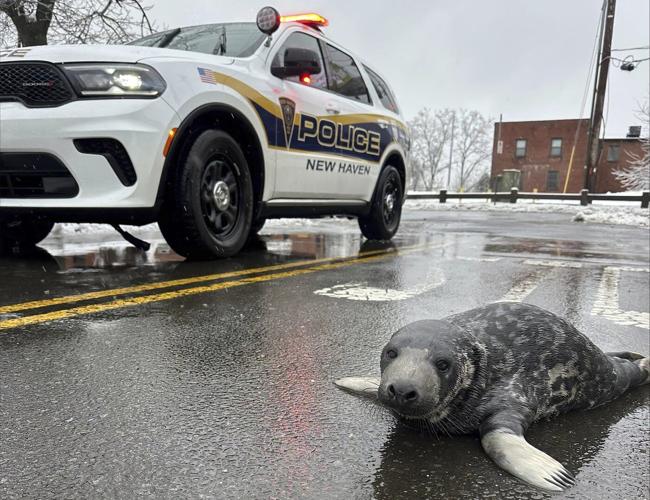 A baby seal rescued from a Connecticut street dies at an aquarium