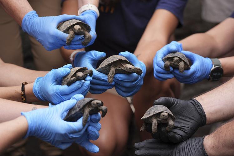 Tortoise hatchlings born of century-old parents come out of their shells at Philadelphia Zoo