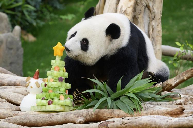 Pandas An An and Ke Ke celebrate their 1st Christmas in Hong Kong