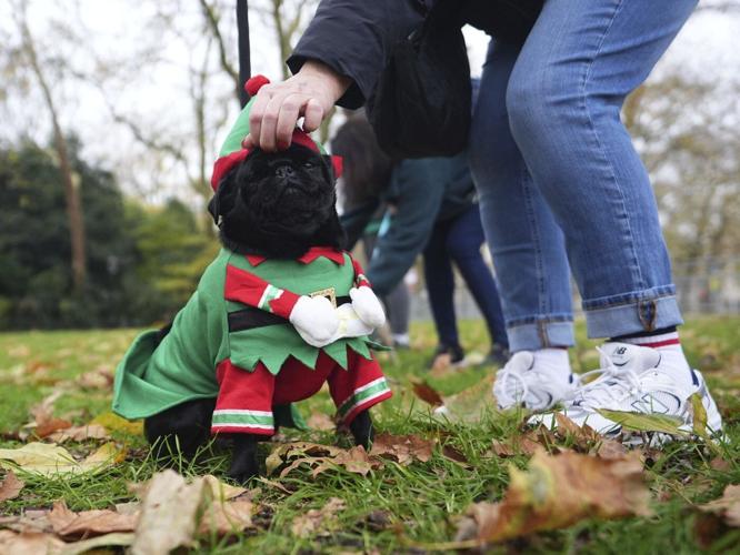 Pooches in pullovers strut their stuff at London's canine Christmas sweater parade