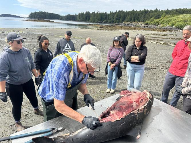 For B.C. whale coroner, a gruesome duty to 'revered' animals approached with humility