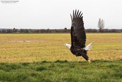Delta landfill in British Columbia would turn into a spot for eagle watching in fall