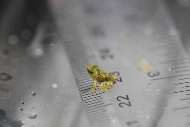 Scientists hope these tiny froglets can save their species