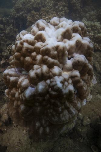 84% of the world's coral reefs hit by worst bleaching event on record