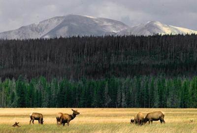 Saskatchewan to allow killings of rampant elk as last resort, permits required