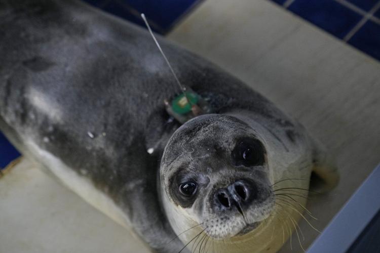The cute whiskers are back on. Rare Mediterranean monk seals are cared for in a Greek rehab center